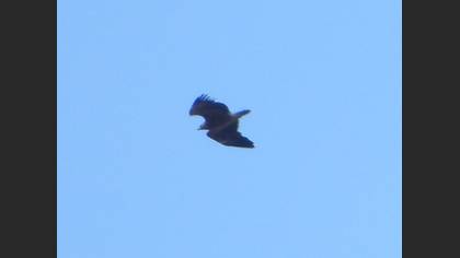 Greater Spotted Eagle