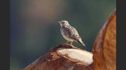 Woodlark