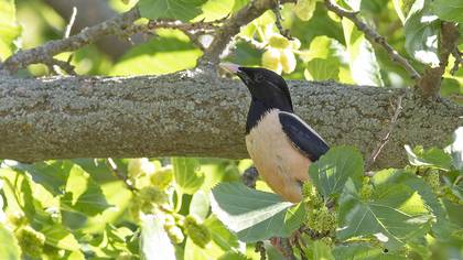 Rosy Starling