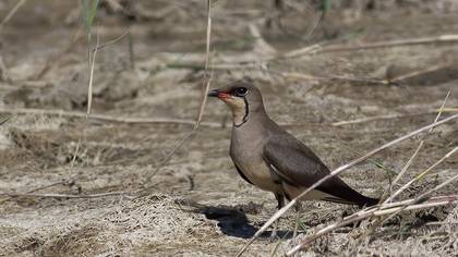 Collared Pratincole