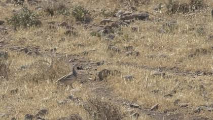 See-see Partridge