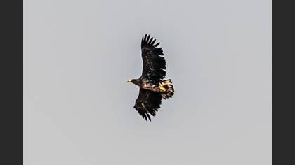 White-tailed Eagle