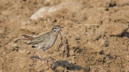 Rufous-tailed Scrub Robin