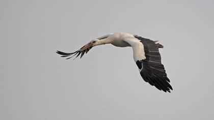 White Stork