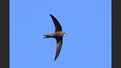 Pallid Swift