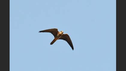 Eurasian Hobby