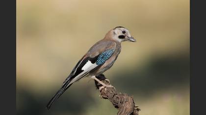 Eurasian Jay