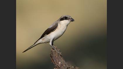Lesser Grey Shrike