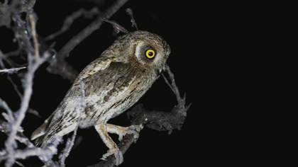 Pallid Scops Owl