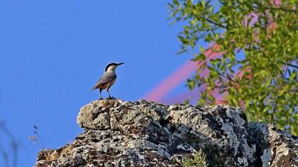 Eastern Rock Nuthatch