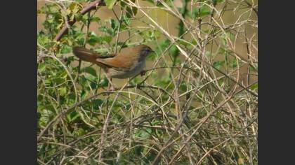 Cetti`s Warbler