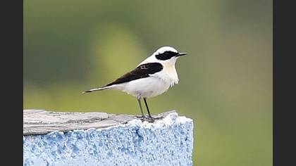 Black-eared Wheatear