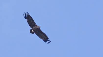 Cinereous Vulture