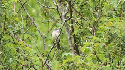 Common Whitethroat