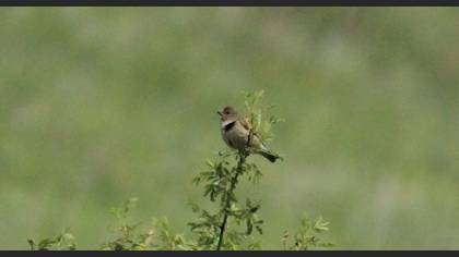 Common Rosefinch