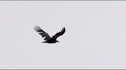 Cinereous Vulture