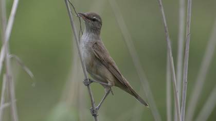 Great Reed Warbler