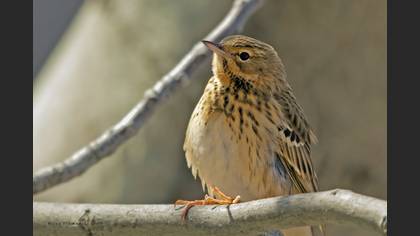 Tree Pipit