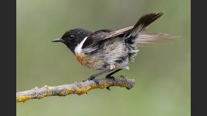 European Stonechat
