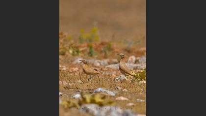 Cream-colored Courser