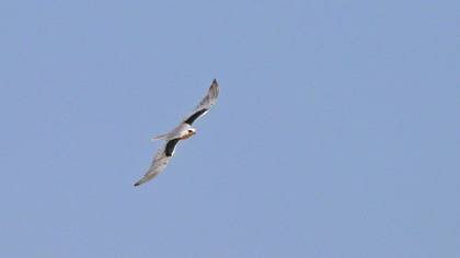 Black-winged Kite