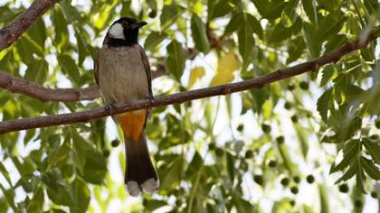 White-eared Bulbul