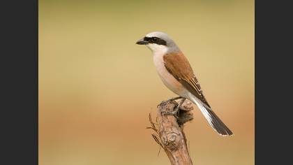 Red-backed Shrike