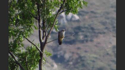Common Cuckoo