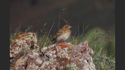 Eurasian Skylark