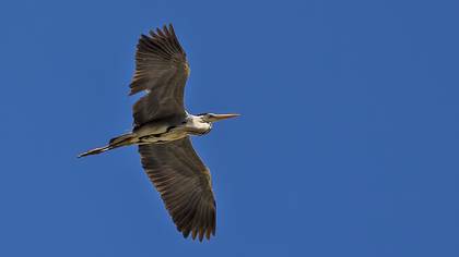 Grey Heron