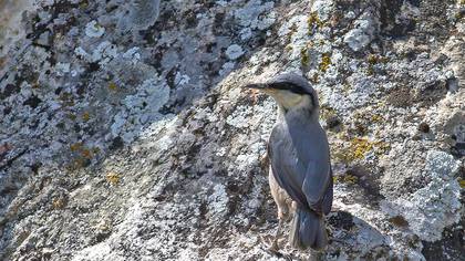 Western Rock Nuthatch