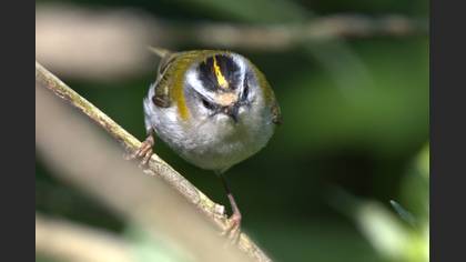 Common Firecrest