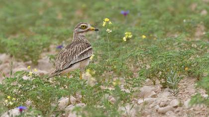 Eurasian Stone-curlew