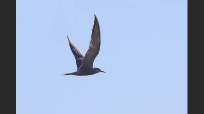 Common Tern
