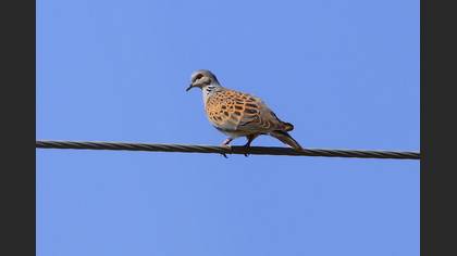 European Turtle Dove