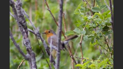 European Robin
