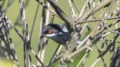 Sardinian Warbler