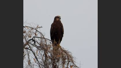 Western Marsh Harrier