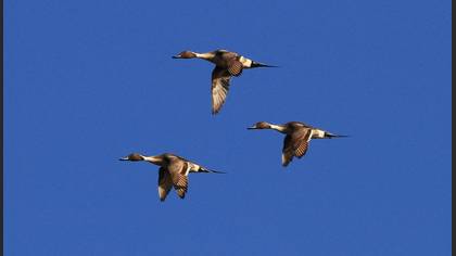 Northern Pintail