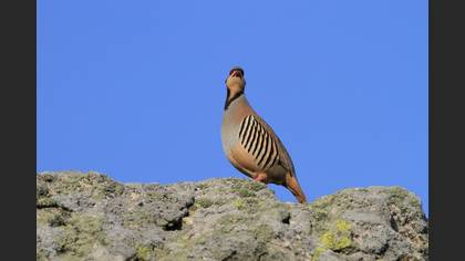 Chukar Partridge