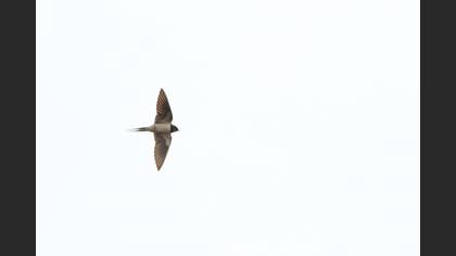 Barn Swallow