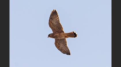 Common Kestrel