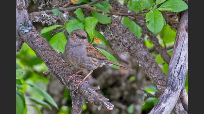 Dunnock