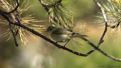 Willow Warbler