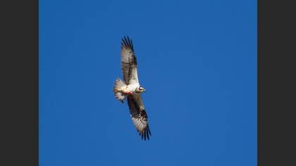 Osprey