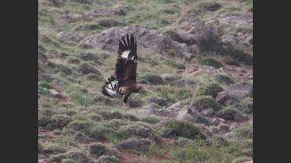 Golden Eagle