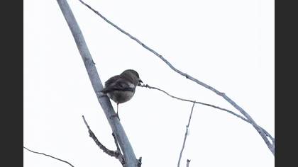 Hawfinch
