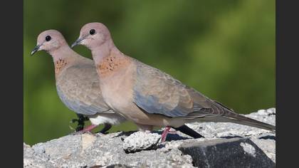 Laughing Dove