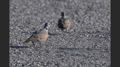 European Turtle Dove