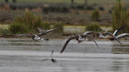 Greylag Goose